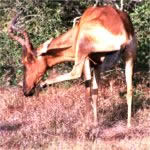 red hartebeest in addo